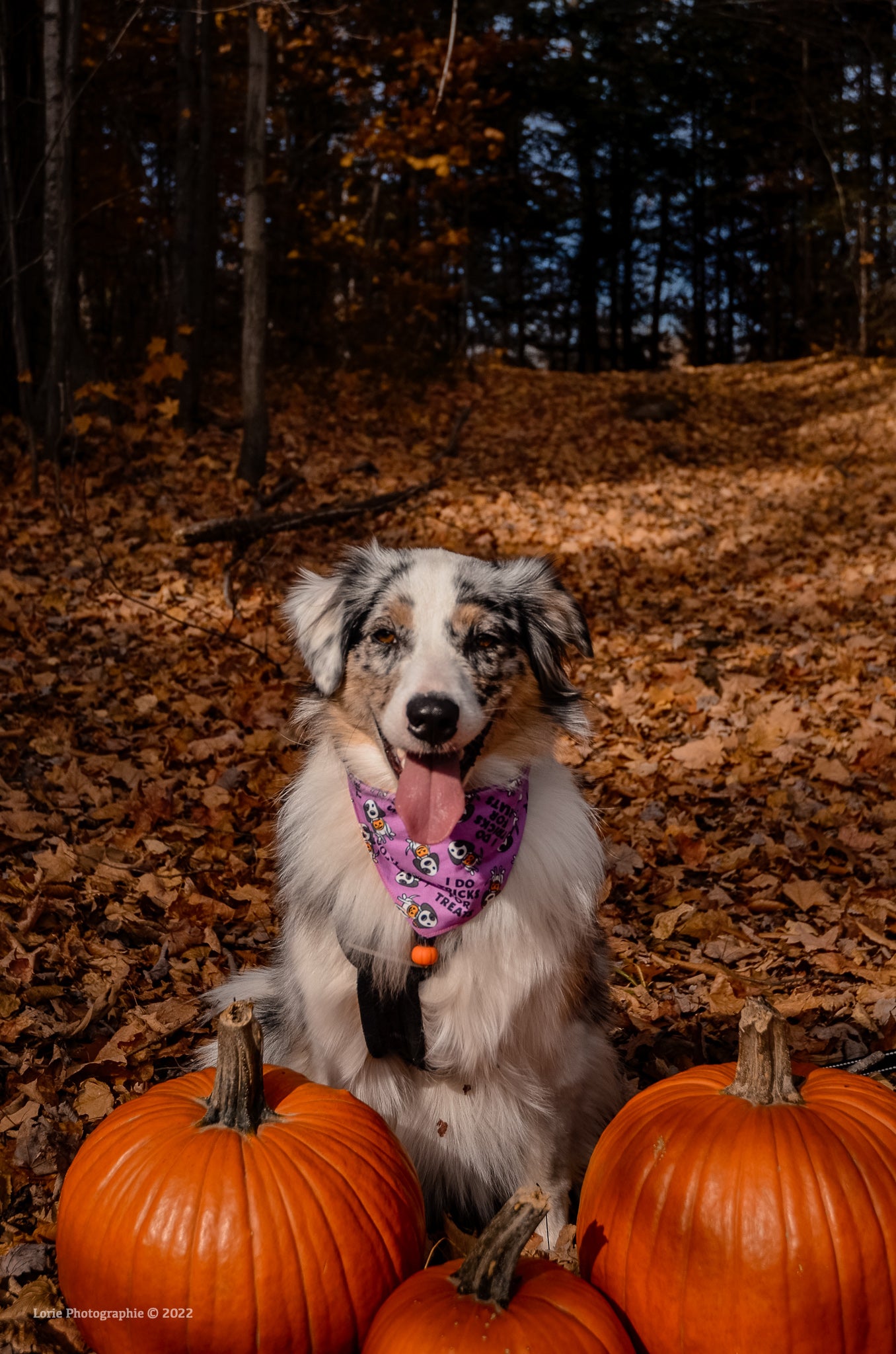 Tricks for Treats