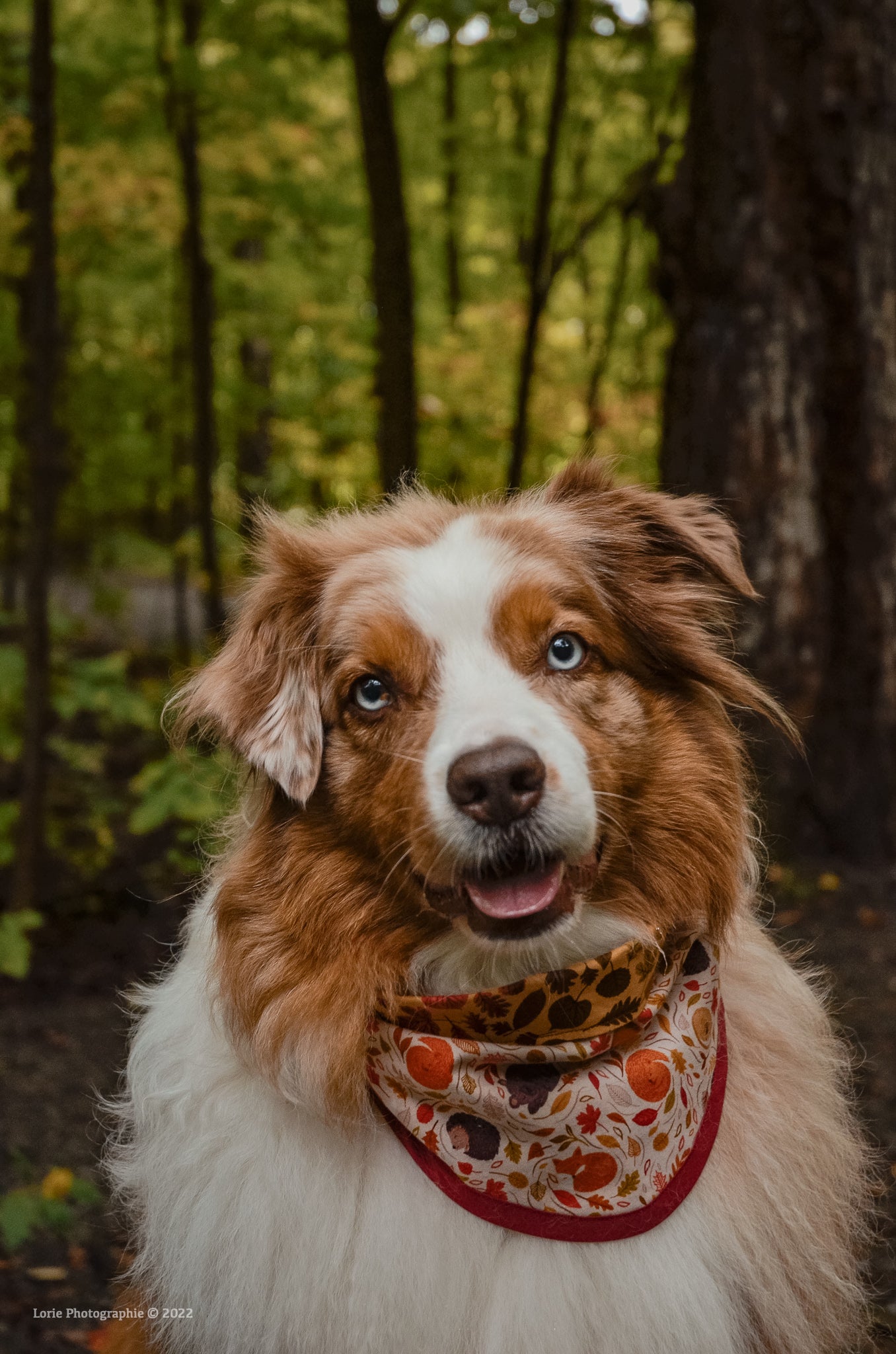 Autumn Wonderland