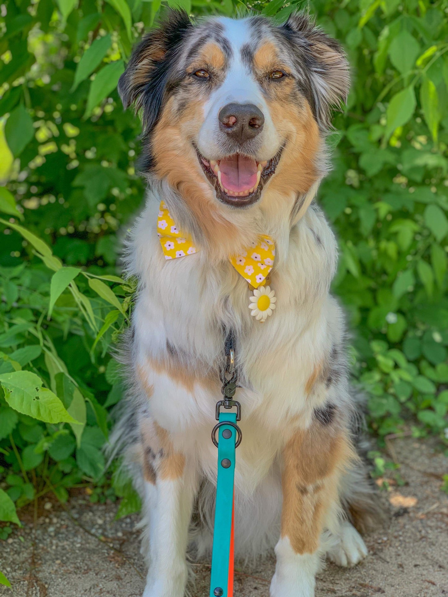 Sunshine & Flowers