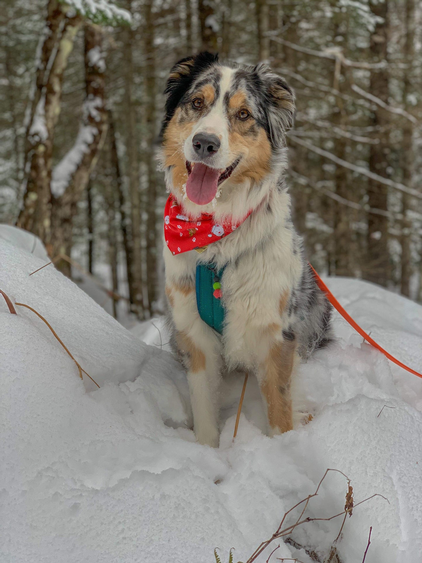 Christmas Dogs - Clips